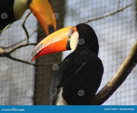 Toco Toucan stock image. Image of captive, face, cleaning - 86773005