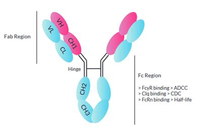 Immunoglobulin G | Review | InvivoGen