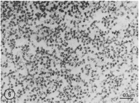 Figure 6 from Electron microscope study of mitochondrial 60S and ...