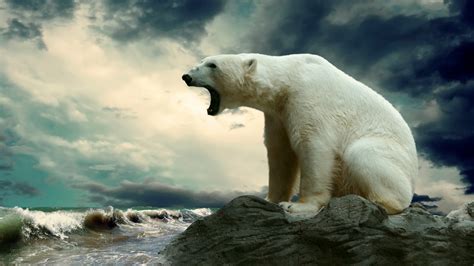 Polar Bear wallpaper | 1920x1080 | #58910