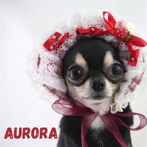 400+ Best Chihuahua Names - PetHelpful