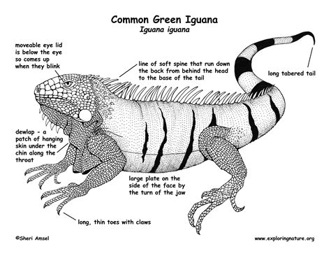 Iguana (Common Green)