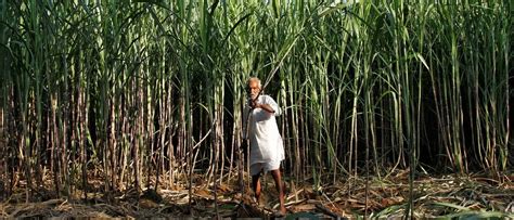 India could soon become the world’s largest sugar producer but here’s ...