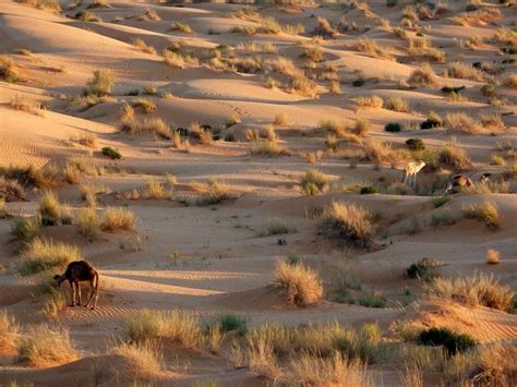 Humans may have transformed the Sahara from lush paradise to barren desert