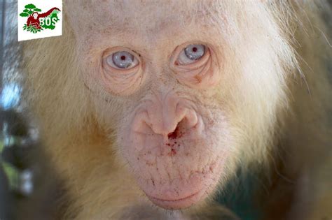 Stunning Blue-Eyed Albino Orangutan Rescued From Captors