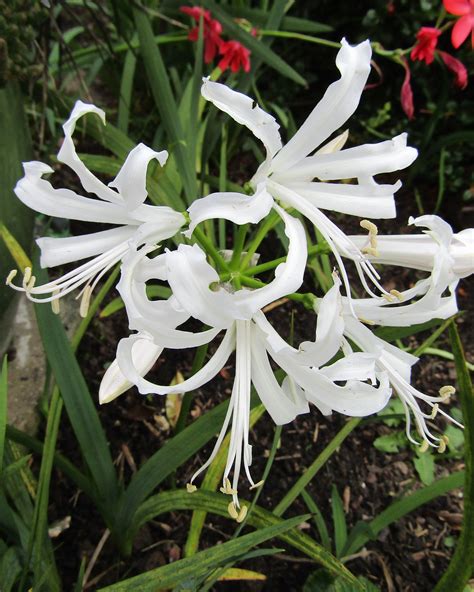 Nerine bowdenii 'Alba' bulbs — Buy white 'Guernsey Lilies' online at ...