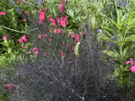 Anise Swallowtail on fennel : r/AustinGardening