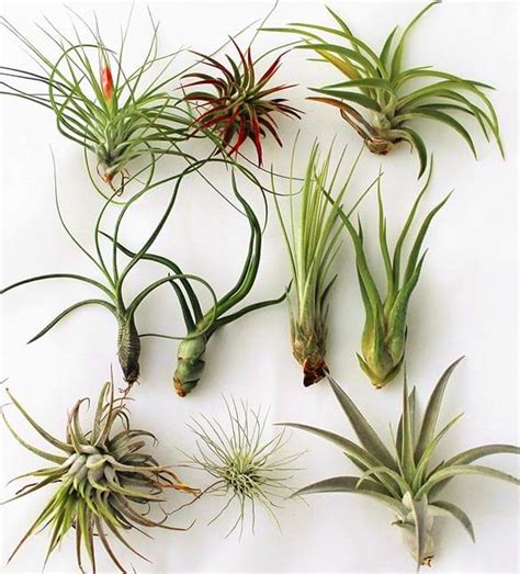 Air Plants (Tillandsia) Guide | Our House Plants