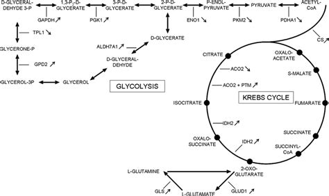 Scheme of metabolic pathway. The proteins involved that are ...