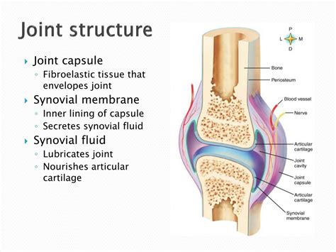 Synovial Joint Meniscus