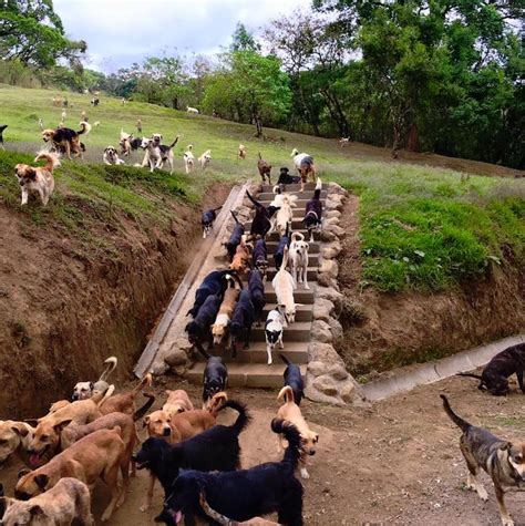 Over 900 Rescued Dogs Roam Freely on Costa Rica's "Land of the Strays"