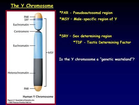 Schematic map of the X and Y chromosomes - ppt download