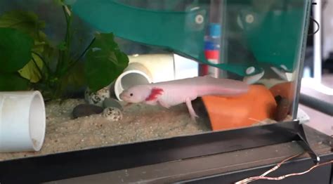 Axolotl Tank Mates - Aquariuman