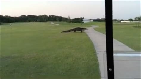 Enormously huge 15'+ alligator at Buffalo Creek Golf Course! - YouTube