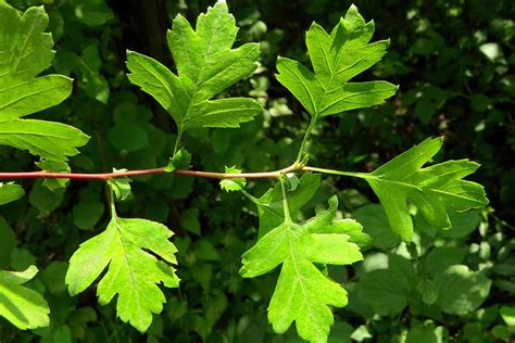 How to Grow and Care for Hawthorn Trees | Gardener’s Path