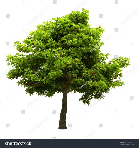 Tree Green Leaves Isolated On White Stock Illustration 124552705 ...