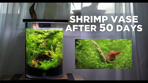 Nano Gallon Shrimp Tank Setup | atelier-yuwa.ciao.jp