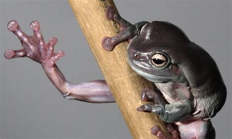 White's tree frog | Smithsonian's National Zoo and Conservation Biology ...