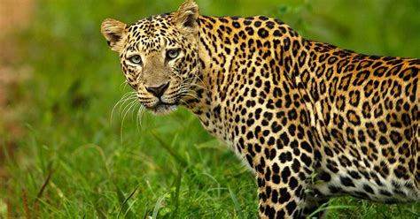 Indian Leopard | NatureRules1 Wiki | Fandom