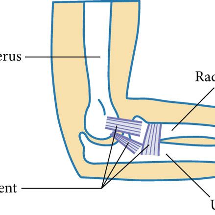 Schematic diagram of the human elbow joint. | Download Scientific Diagram