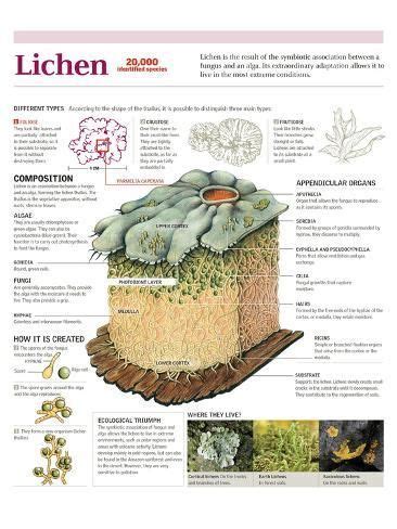 'Infographic of the Classification of Lichens, its Composition ...