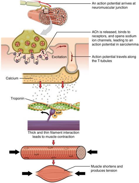 Muscle Fiber Contraction and Relaxation | Anatomy and Physiology I