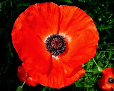 Poppy Symbol Remembrance Day