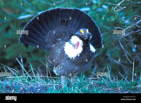 Blue grouse mating posture Stock Photo - Alamy