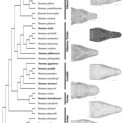 (PDF) Head shape evolution in monitor lizards (Varanus): Interactions ...