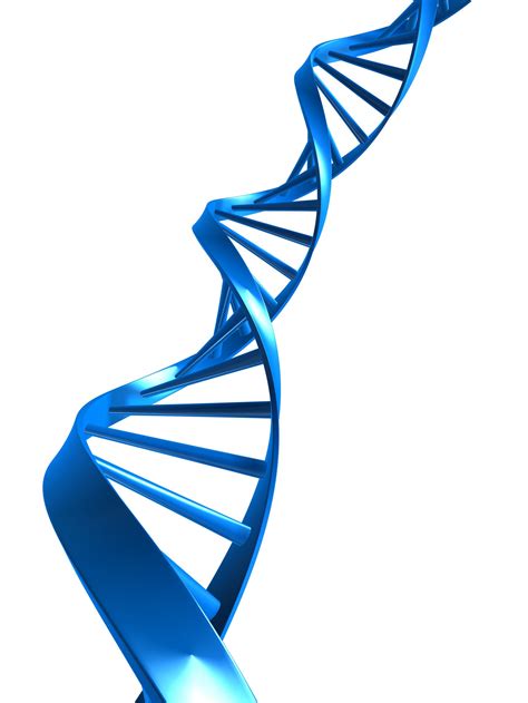 Human DNA Double Helix drawing free image download