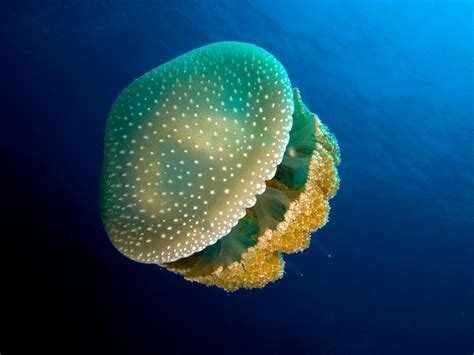 15 Remarkable Facts About Jellyfish