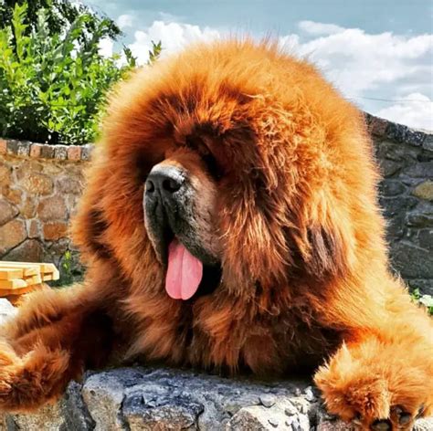 17 Pictures of Tibetan Mastiffs You Will Be Scared | The Paws