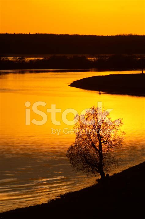 Tree Silhouette On River At Sunset Stock Photo | Royalty-Free | FreeImages