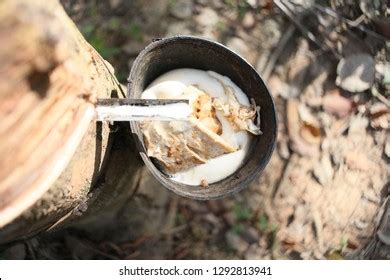 Rubber Tree Pokok Getah Sekerap Latex Stock Photo 1292813941 | Shutterstock