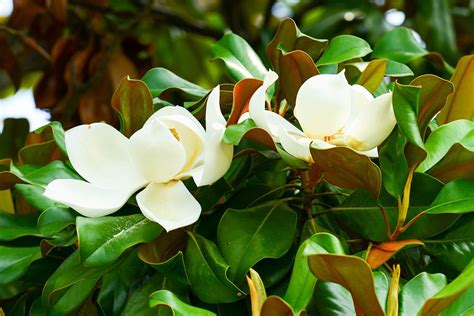 Magnolia Grandiflora: Exquisite Flowers and Foliage