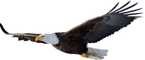 bald eagle transparent background - Clip Art Library