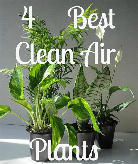 Low Maintenance Indoor Plants Clean Air