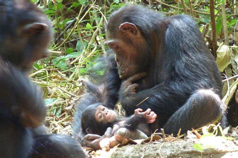 Male chimpanzee seen snatching seconds-old chimp and eating it | New ...