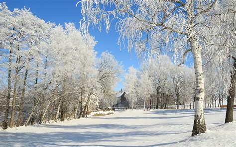 Winter in Siberia, Siberia, Russia, winter, hoarfrost, snow, birches ...