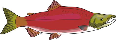 Salmon Clipart - Png Download - Full Size Clipart (#5561853) - PinClipart