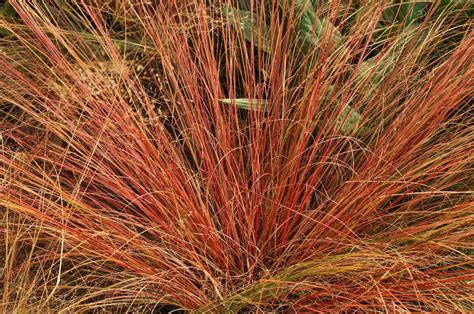 The Best Ornamental Grasses for Fall Color