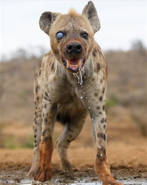 🔥 This injured Spotted Hyena looks 100 times scarier. : r ...