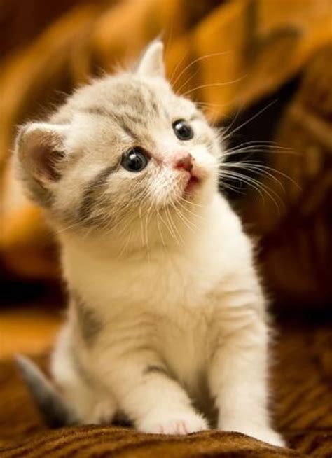 One Cute Kitten - 29th February 2016 - We Love Cats and Kittens