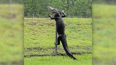 alligator+climbs+fence | MadCow