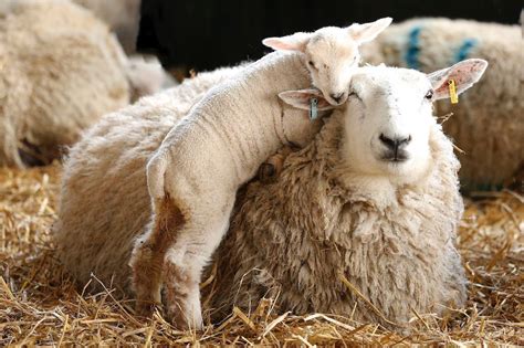 Baby Lamb & Mom.Courtesy of Cannon Hall Farms. South Yorkshire, England.