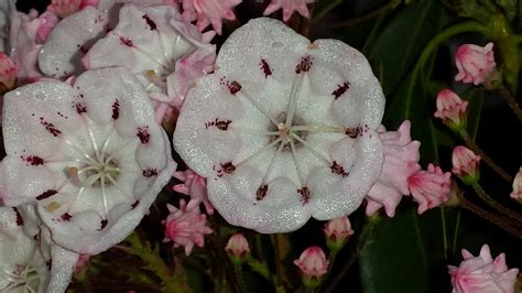 Free picture: white, mountain, Laurel, flowers, blooms