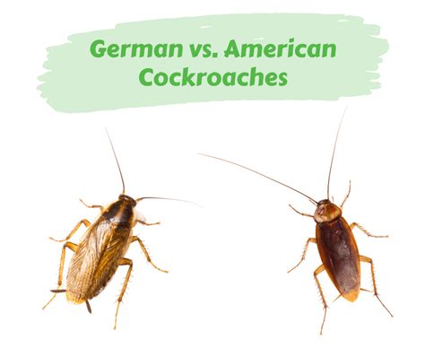 German vs. American Cockroaches – Maggie's Farm Ltd