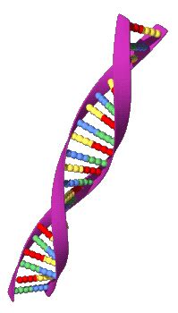 Molecular Models Of Dna - Nara Nyla