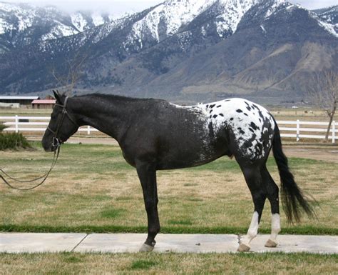 Blanket Appaloosa | Appaloosa pferde, Dressurpferde horses appaloosa ...