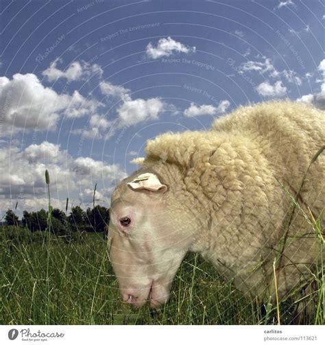 ddsld Sheep Lacaune sheep - a Royalty Free Stock Photo from Photocase